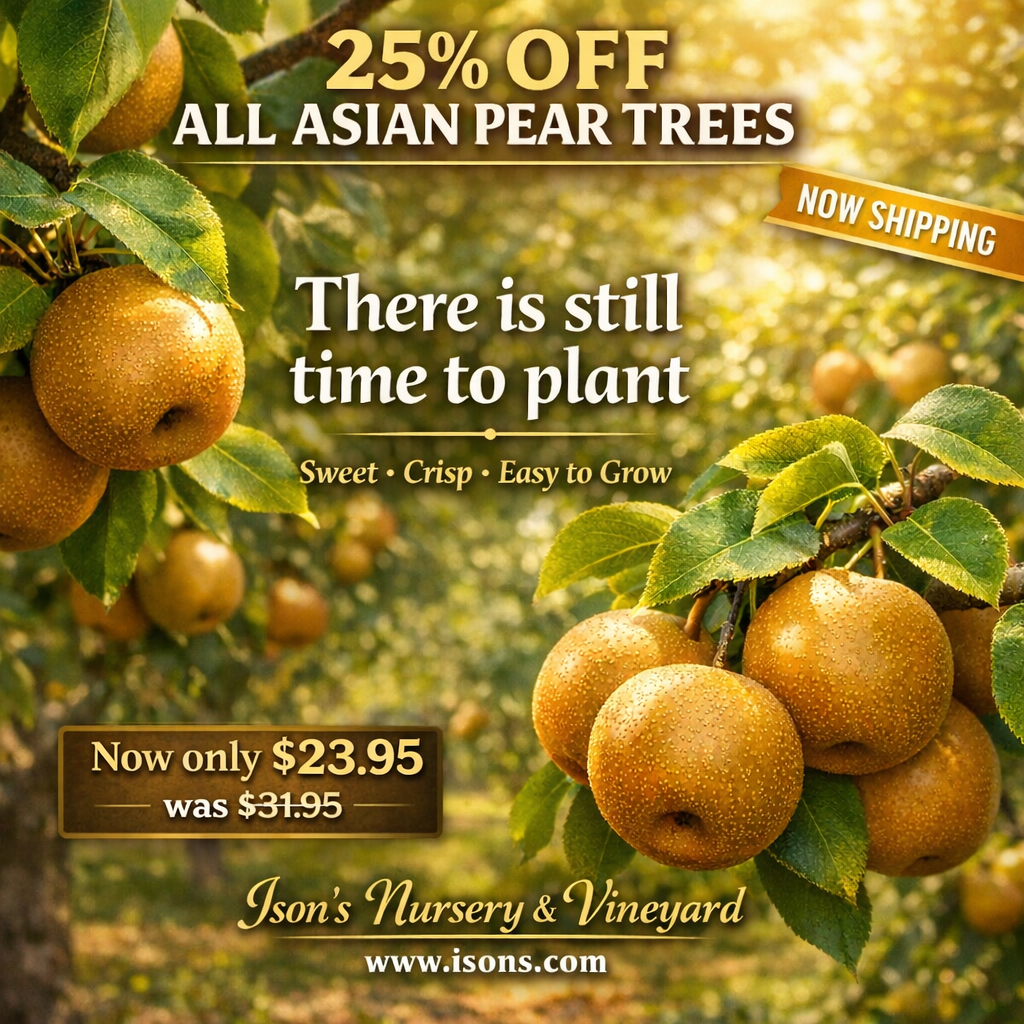 Asian Pears 25 Off with price_ChatGPT Image Apr 15, 2026